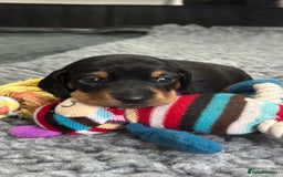 Miniature Dachshund dogs for sale: Stunning Smooth Black & Tan Miniature Dachshunds - Image 10