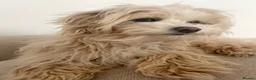 Maltipoo dogs for sale: * Tiny Korean Maltipoo Babies * - Advert 30
