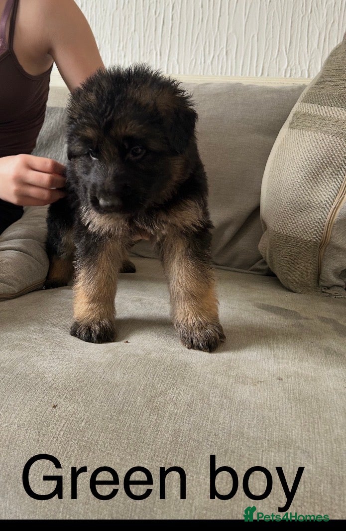 German Shepherd dogs  KC REGISTERED LONG-COAT GERMAN SHEPHERDS  - Advert 2