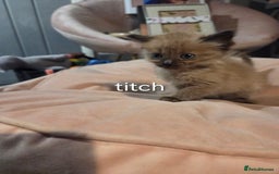 Ragdoll cats for sale: Beautiful Ragdoll Kittens - Image 2