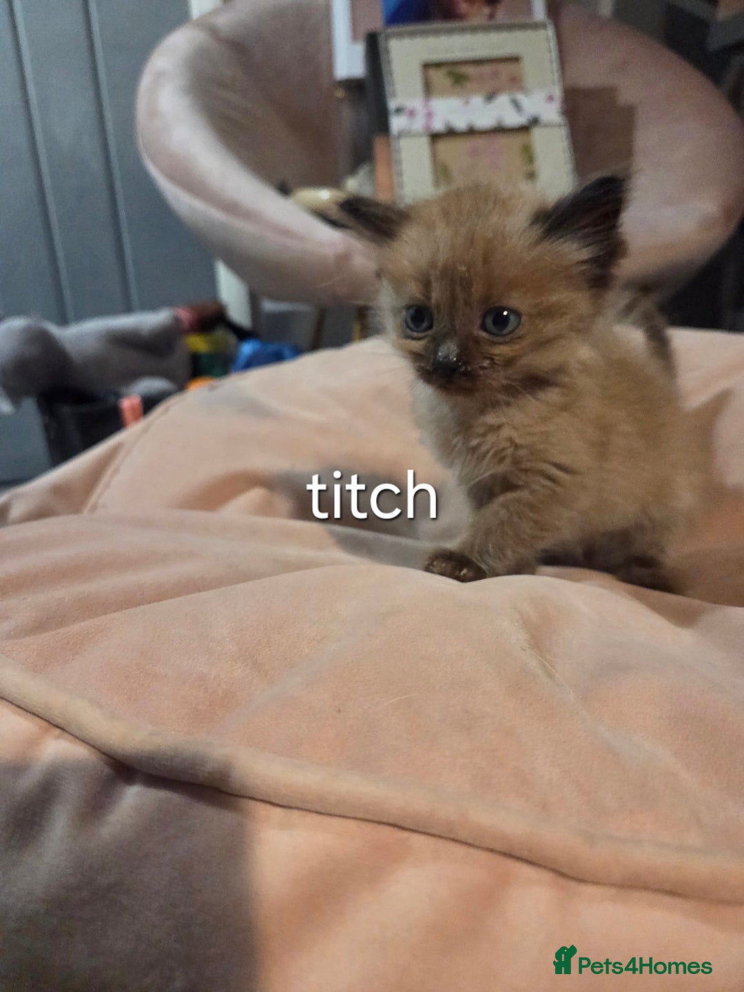 Ragdoll cats for sale: Beautiful Ragdoll Kittens - Image 2