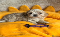 Maltipoo dogs for sale: Stunning Malticavapoo puppies NORTH STAFFORDSHIRE - Image 1