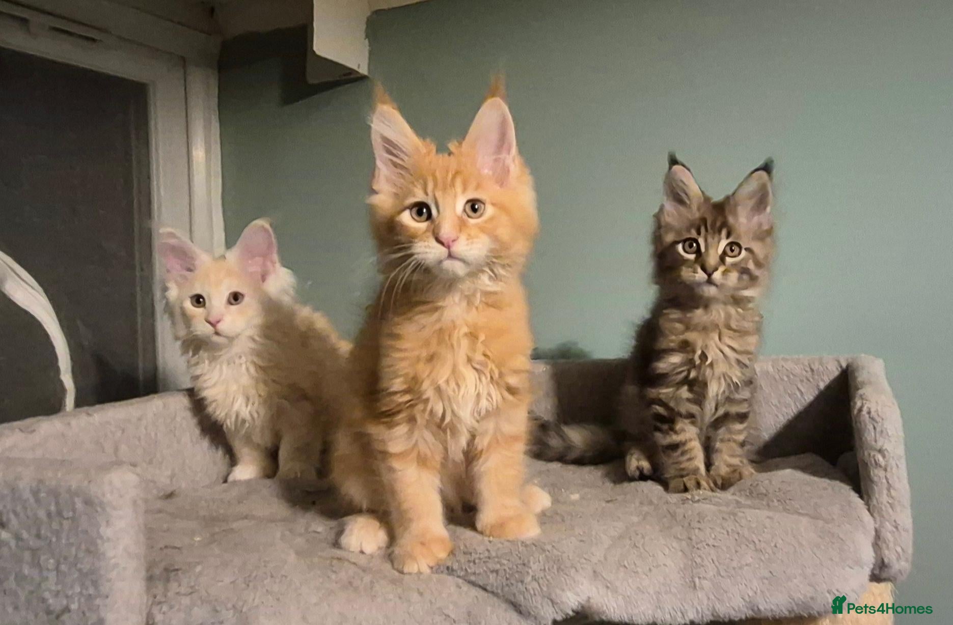 Maine Coon cats for sale: Fluffy Maine Coon kittens - Advert 9