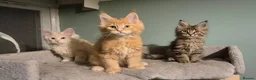 Maine Coon cats for sale: Fluffy Maine Coon kittens - Advert 1
