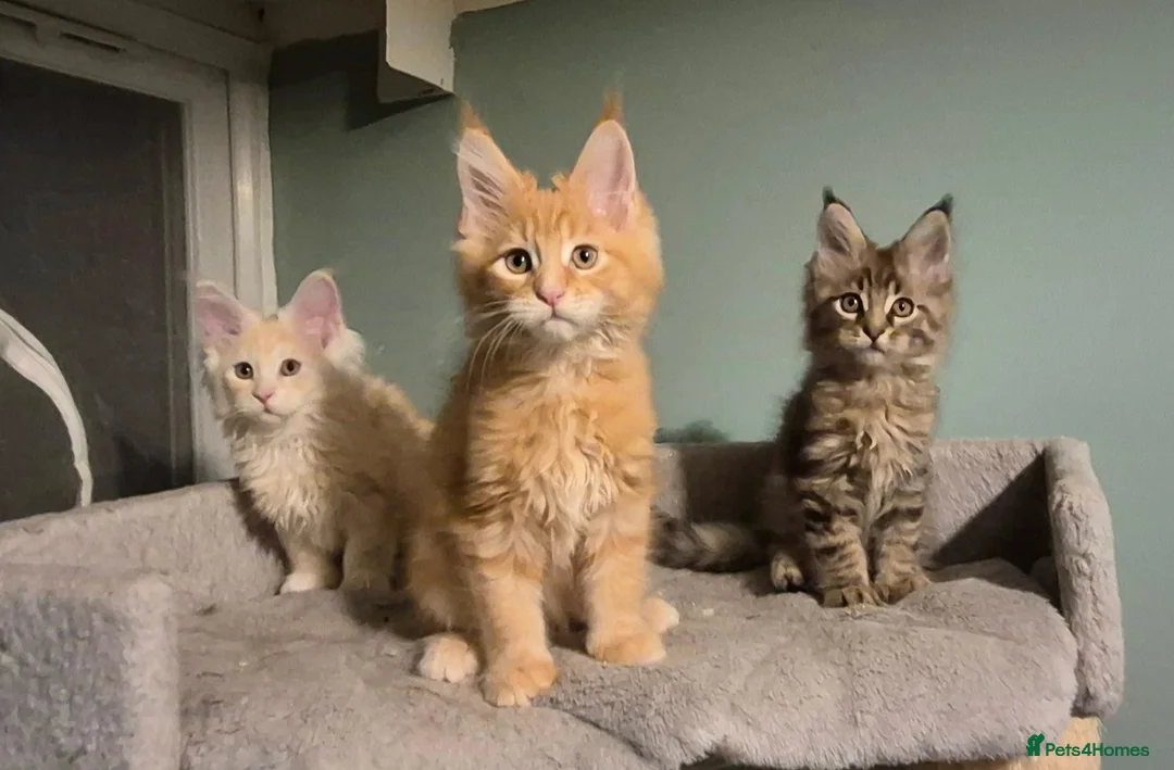 Maine Coon cats for sale: Fluffy Maine Coon kittens - Advert 1