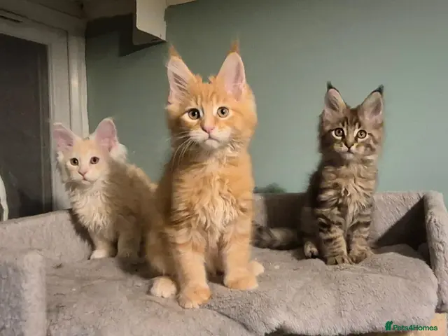 Maine Coon cats for sale: Fluffy Maine Coon kittens - Advert 9
