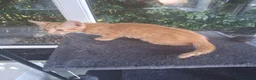 Mixed Breed cats for sale: Rare female Ginger Tabbies 😻 - Advert 35