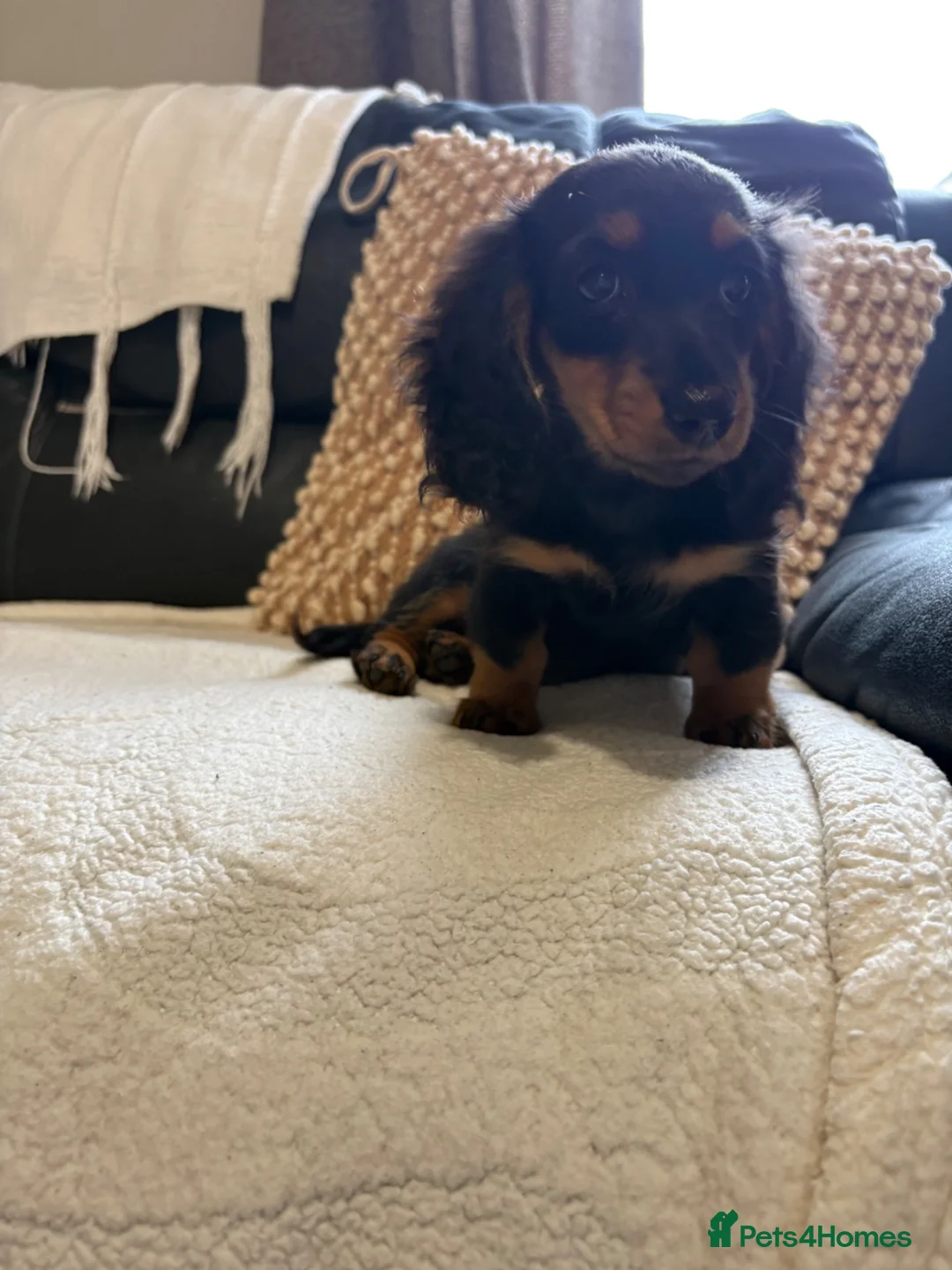 Miniature Dachshund dogs for sale: Last Female miniature longhaired PRA clear - Advert 2
