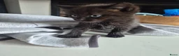 Mixed Breed cats for sale: Kittens for sale  in Doncaster - Advert 2