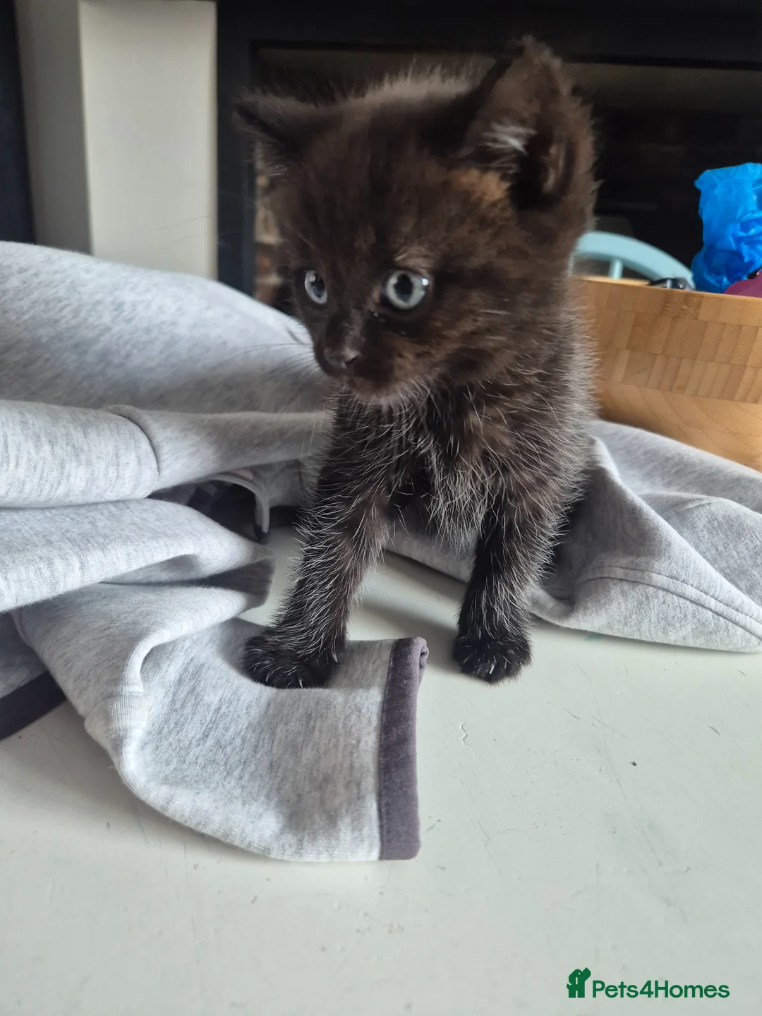 Mixed Breed cats for sale: Kittens for sale  in Doncaster - Advert 2
