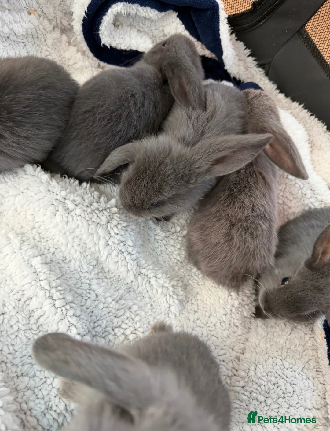 Mini Lop rabbits for sale: Mixed litter of mini lops in Stockton-on-Tees - Advert 2