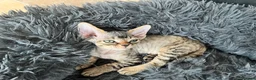 Devon Rex cats for sale: Devon Rex Kittens-Indoor Raised & Social - Advert 4
