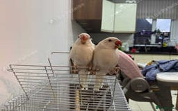 Ringnecks birds for sale: Proven Breeding pairs of ring necks - Image 7