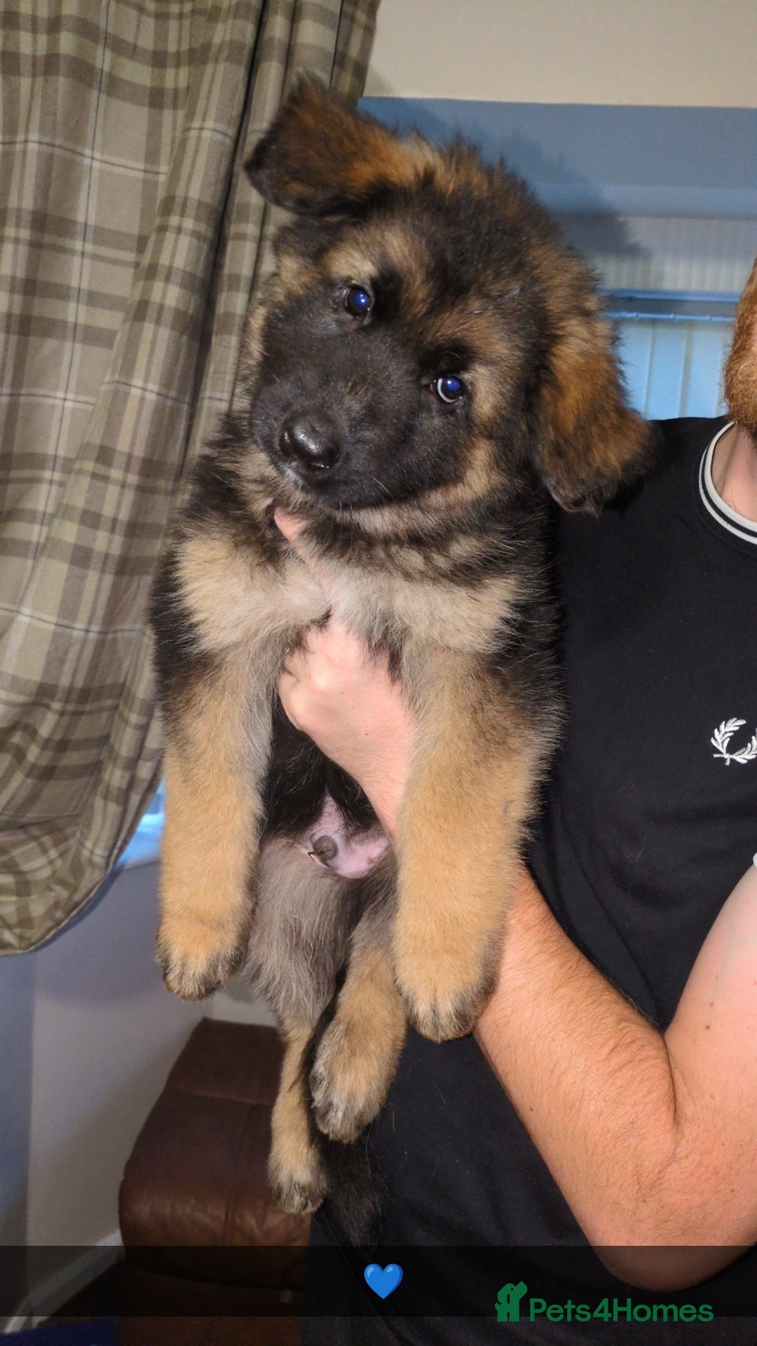 German Shepherd dogs for stud: Gorgeous German Shepherd male for stud - Image 8