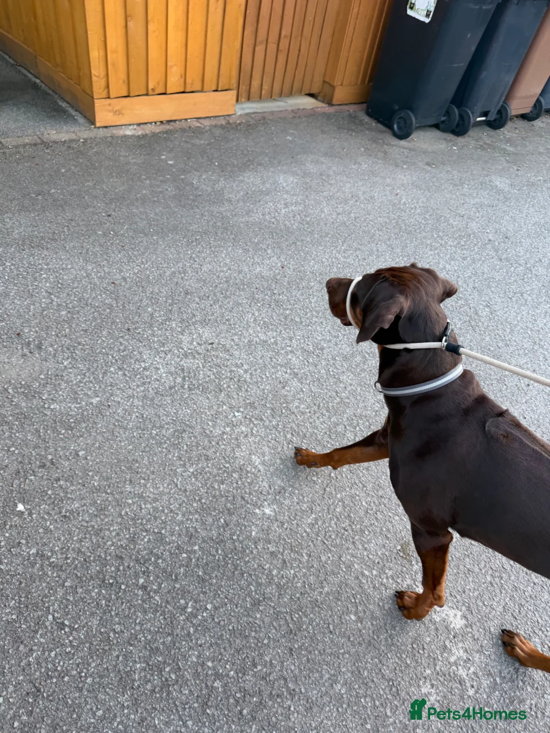 Rhodesian Ridgeback dogs for sale: KC REGISTERED Rhodesian ridgeback 9month old  - Advert 2