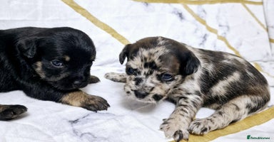 Mixed Breed dogs - Advert 13