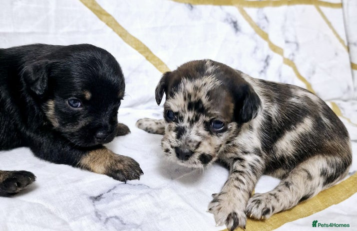 Mixed Breed dogs - Advert 9
