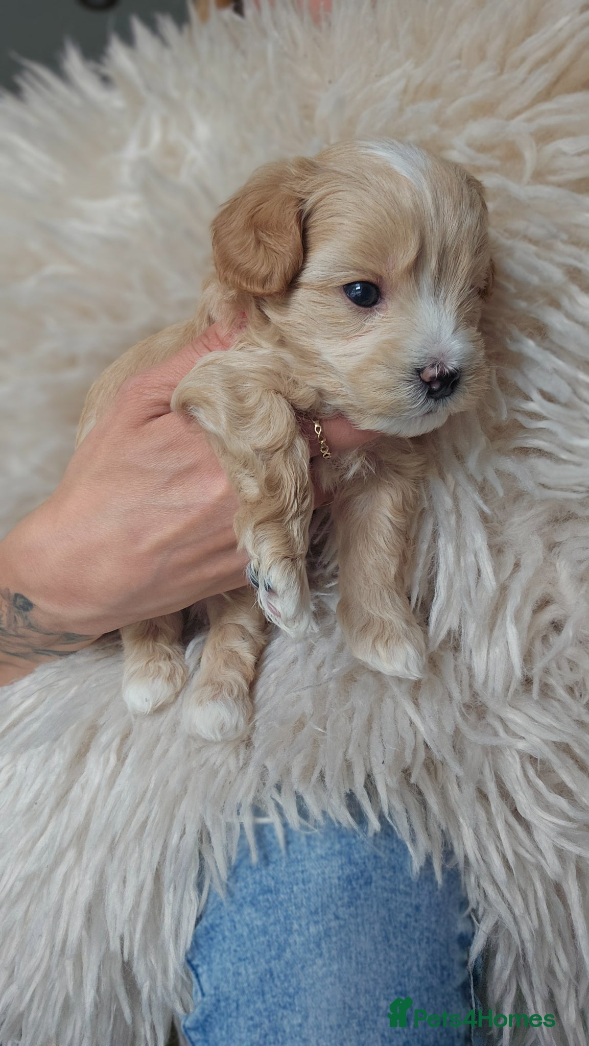 Maltipoo dogs for sale: Cute Small Maltipoos F1  - Advert 19