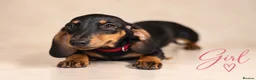 Dachshund dogs for sale: PRA-Clear Miniature Dachshund Puppies ready to go - Advert 5