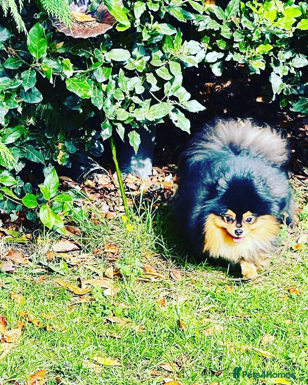 Pomeranian dogs for stud: STUNNING FENDI OPEN AT STUD 🏆CHAMPION SIRED🏆 in Grays - Advert 17