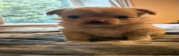 Chihuahua dogs for sale: Beautiful chihuahua boy - Advert 3