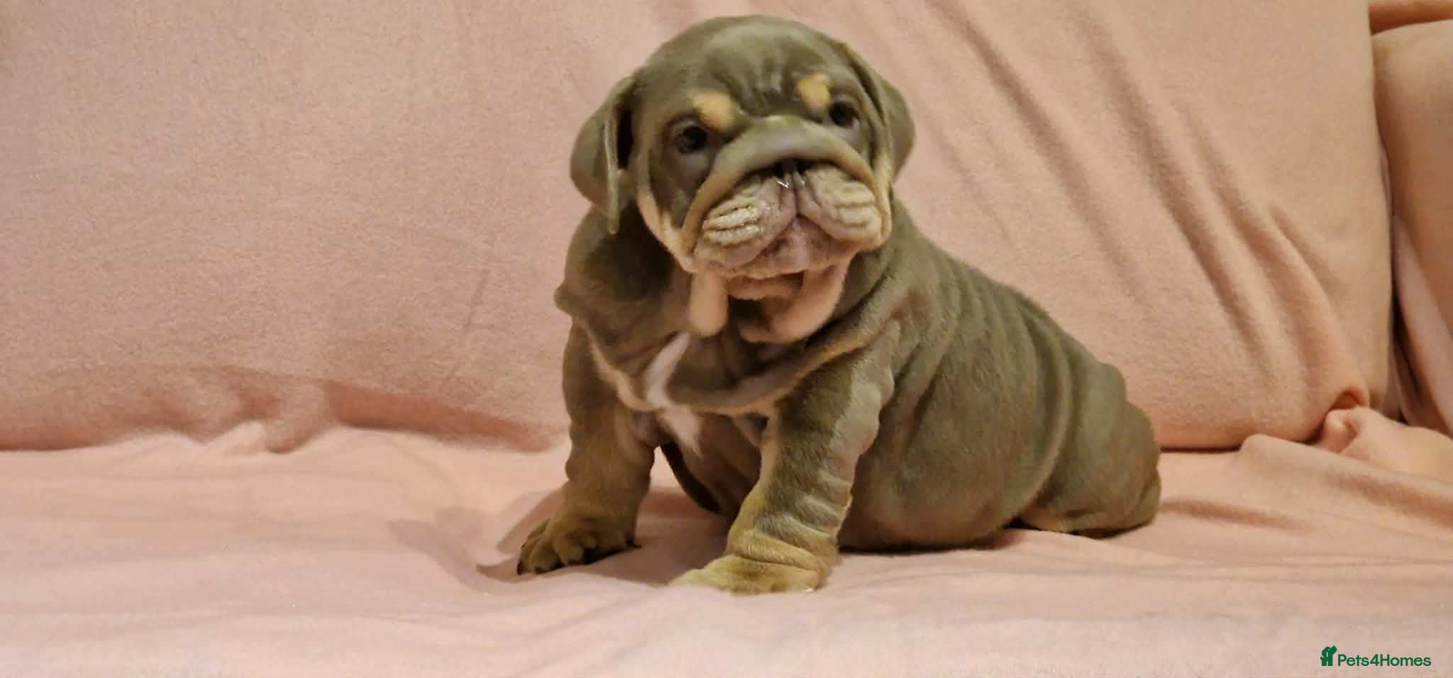 English Bulldog dogs Quality puppies available  - Advert 1