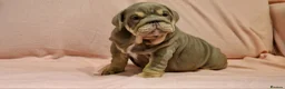 English Bulldog dogs for sale: Quality puppies available  in Bradford - Advert 5