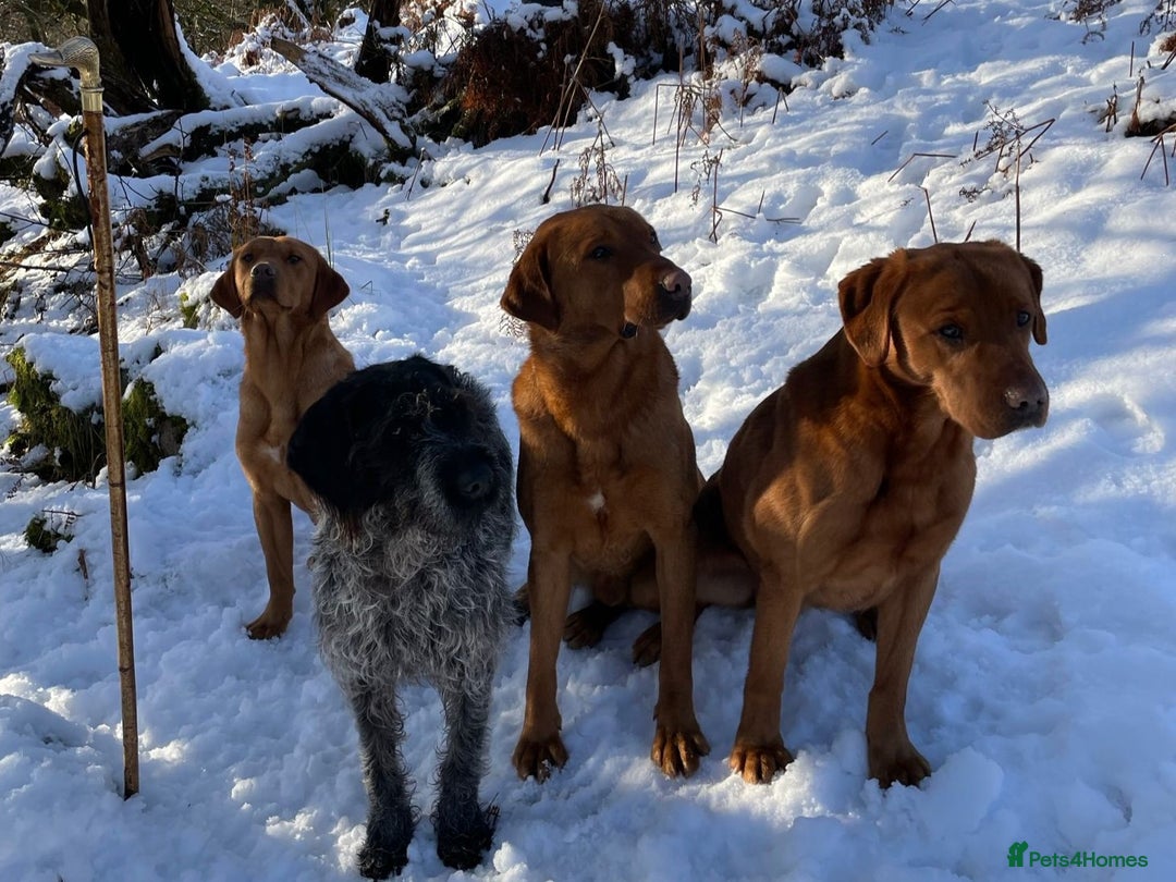 Labrador Retriever dogs for sale: Very well bred Working Style dark Fox Red Puppies - Image 10