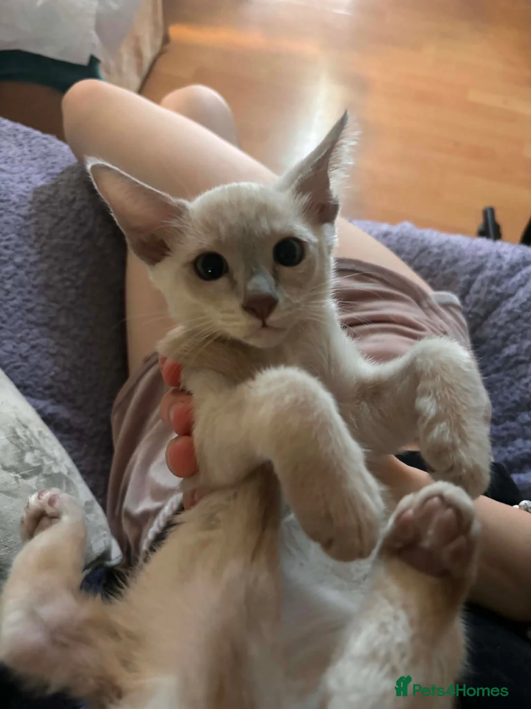 Tonkinese cats for sale: Adorable, Tonkinese kittens.   - Advert 1