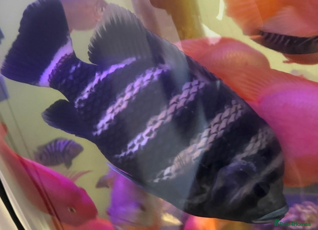 Cichlids fish for sale: Albino Tiger Oscar  - Advert 5