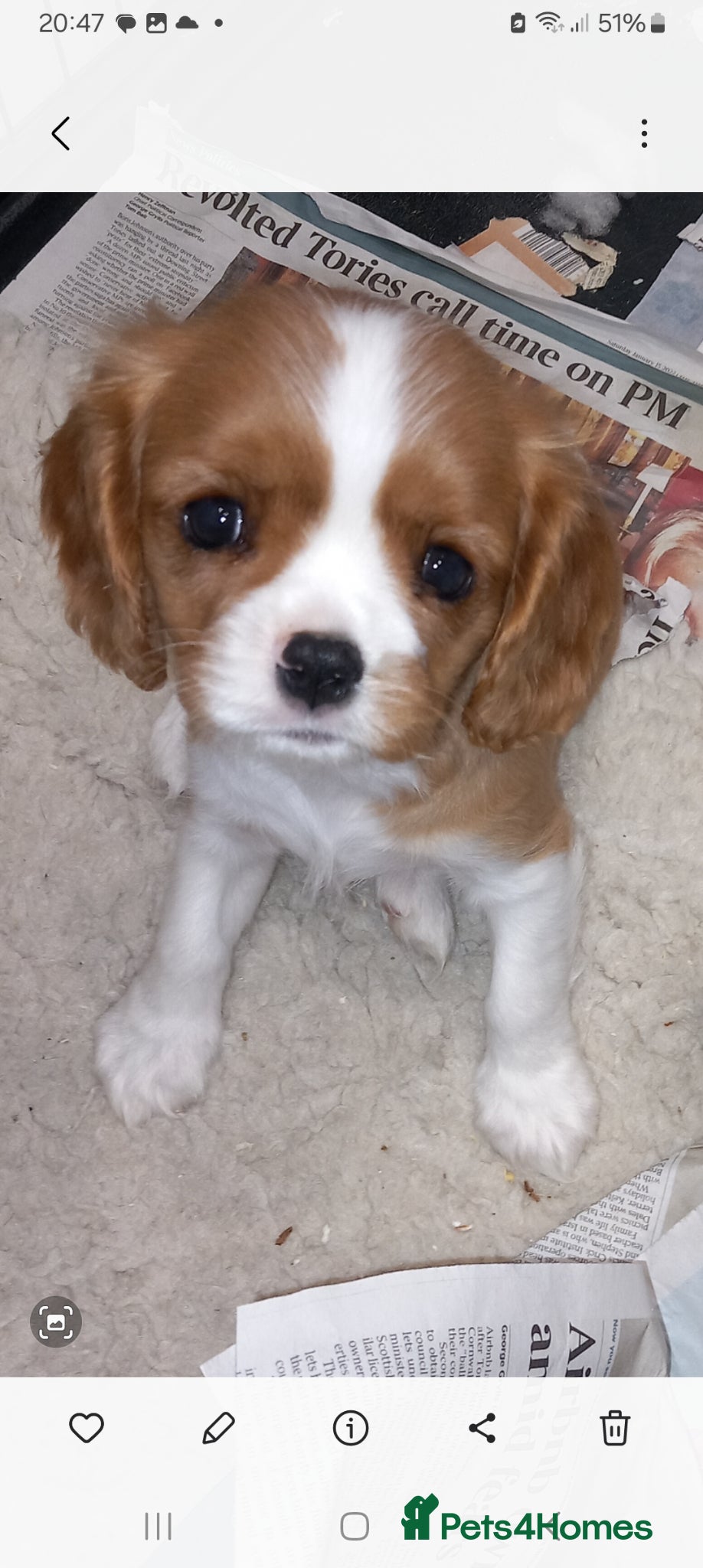 Cavalier King Charles Spaniel dogs STUNNING K.C. REG , SHOW QUALITY  - Advert 1