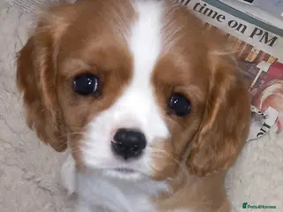 Cavalier King Charles Spaniel dogs STUNNING K.C. REG , SHOW QUALITY - Advert 4