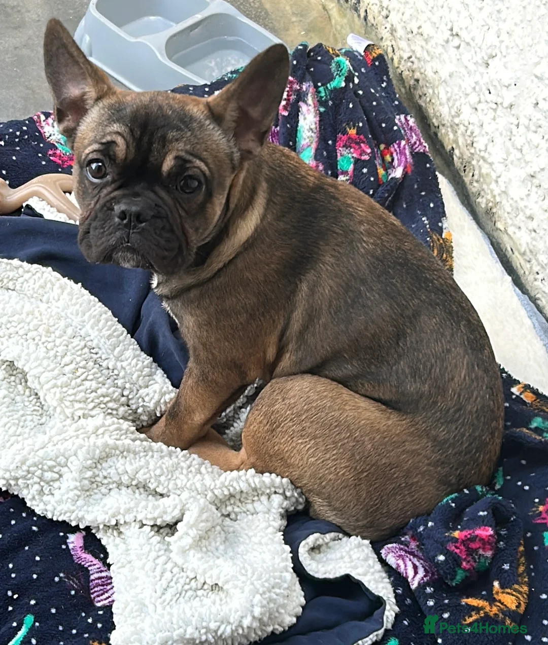 French Bulldog dogs for sale: Poppy - Advert 6