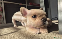 French Bulldog dogs for sale: Gorgeous French bulldog puppies Just 1 girl left!  - Advert 30