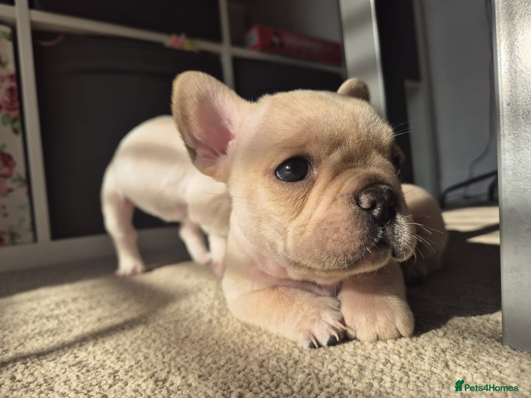 French Bulldog dogs for sale: Gorgeous French bulldog puppies Just 1 girl left!  - Advert 30