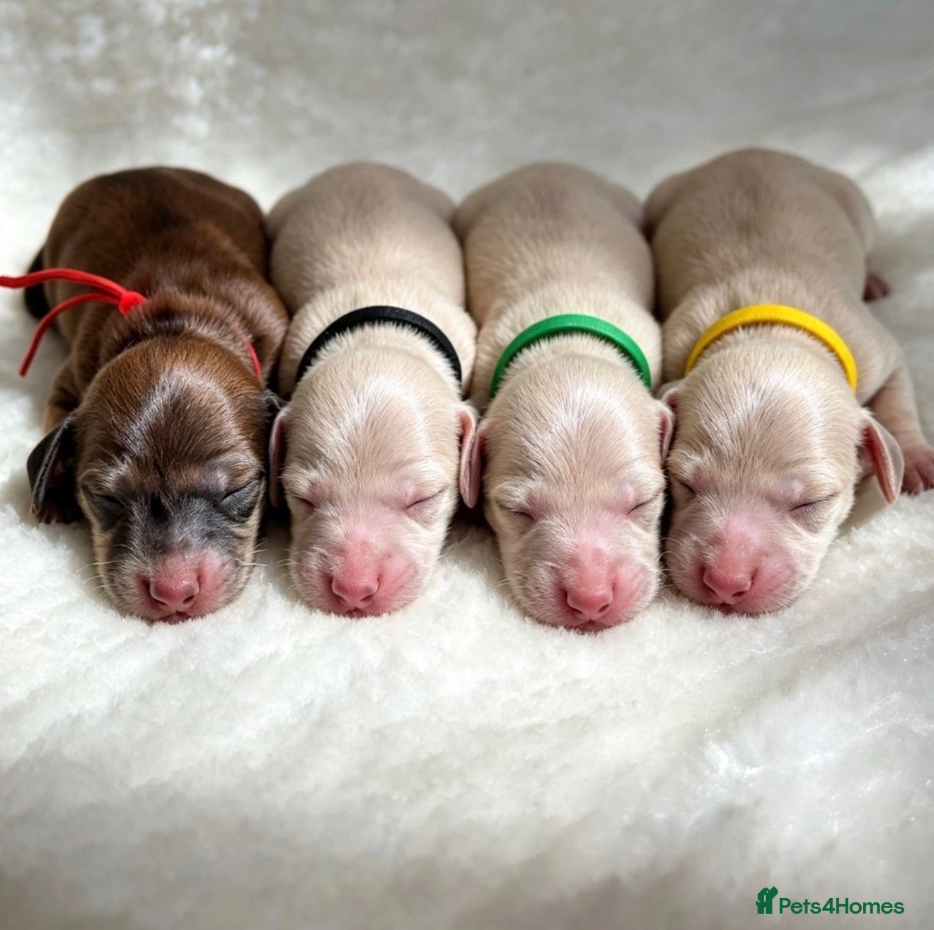Miniature Dachshund dogs KC Registered Cream Miniature Dachshund Puppies🐶 - Advert 1