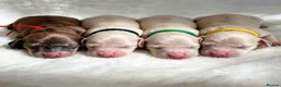 Miniature Dachshund dogs for sale: KC Registered Cream Miniature Dachshund Puppies🐶 - Advert 13