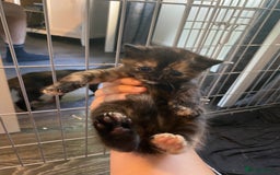 Mixed Breed cats for sale: 3 kittens - Image 7