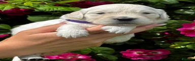 Golden Retriever 6