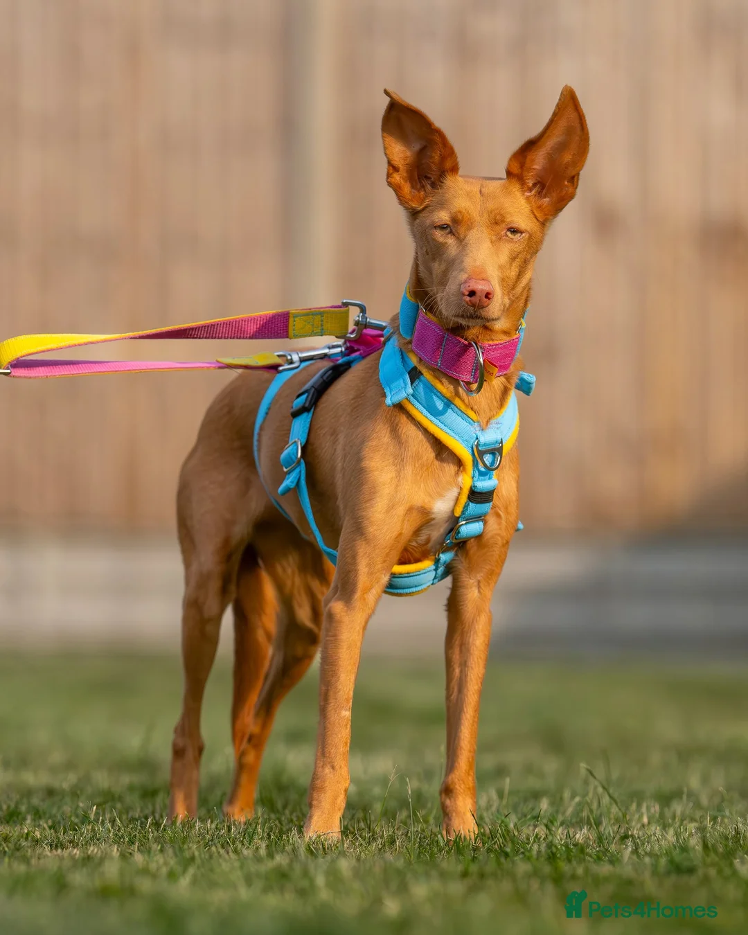 Ibizan Hound dogs for adoption: Cris - sweet female Podenco  in Ware - Advert 2