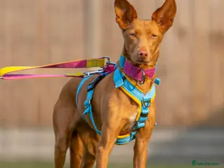 Ibizan Hound dogs Cris - sweet female Podenco - Advert 2