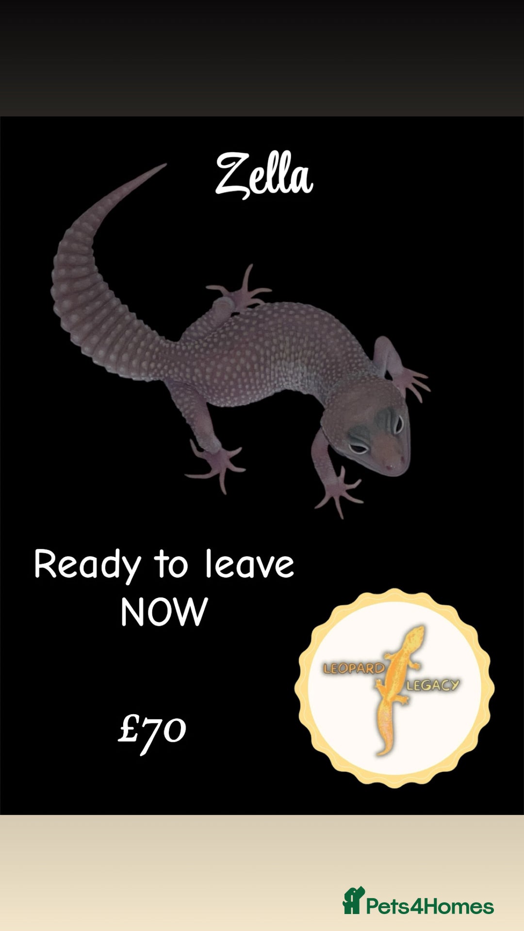 Leopard Gecko reptiles for sale: Multiple leopard gecko babies for quick sale!  - Advert 9