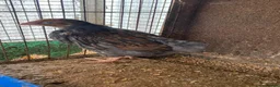 Chickens poultry for sale: Beautiful chicken and others  - Advert 6