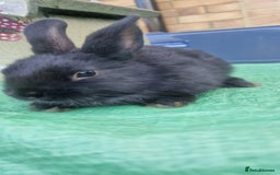 Netherland Dwarf rabbits for sale: Beautiful mixed boy dwarf boys - Image 4