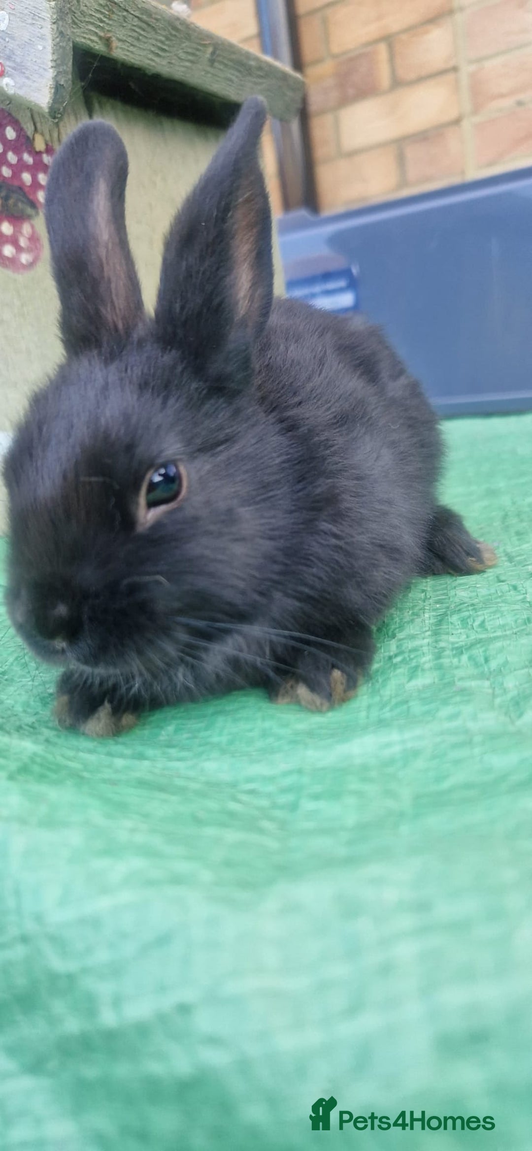 Netherland Dwarf rabbits for sale: Beautiful mixed boy dwarf boys - Image 4