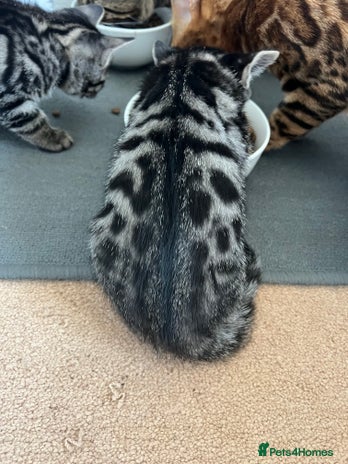 Bengal cats - Advert 15