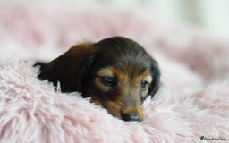 Miniature Dachshund dogs for sale: Gorgeous Longhair Miniature Dachshund Girls - Image 34