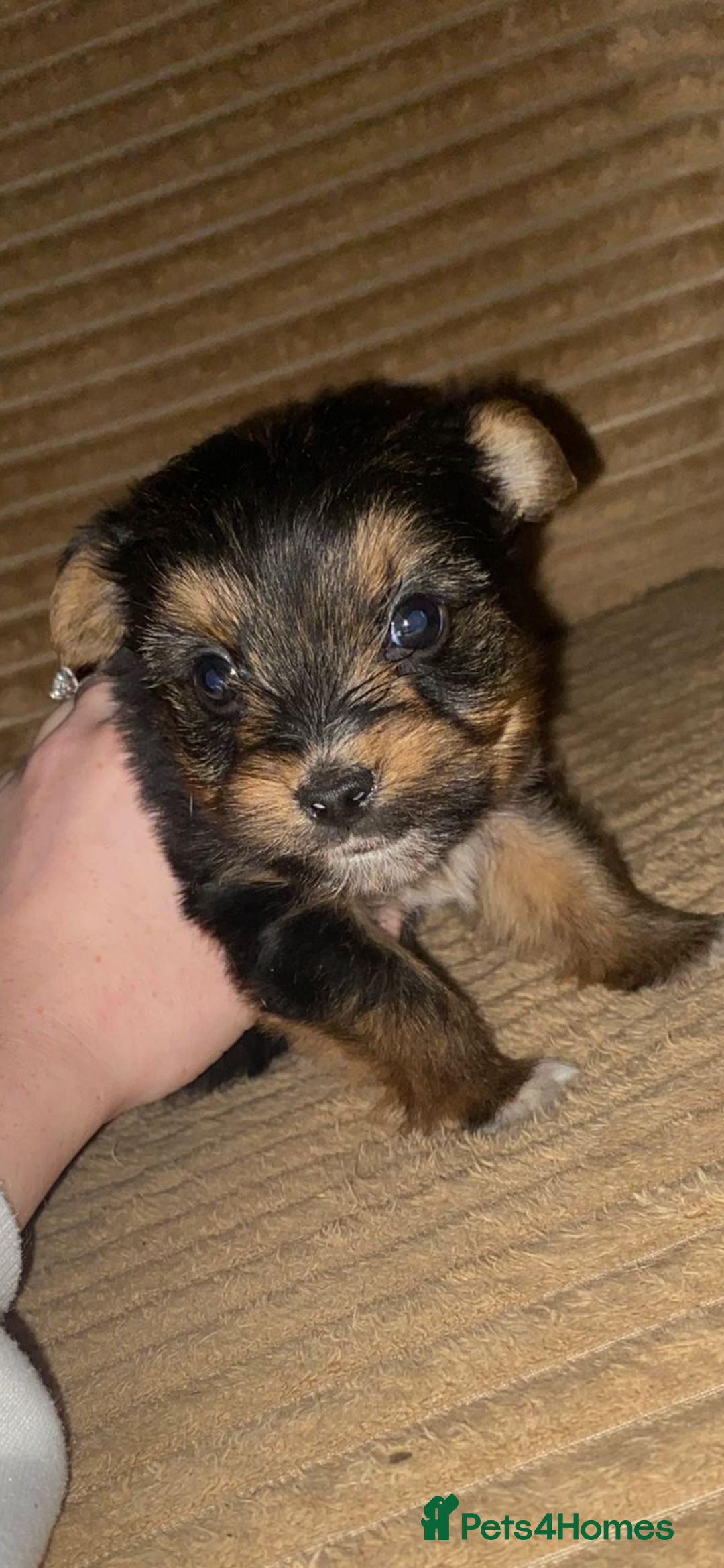 Yorkshire Terrier dogs for sale: Yorkshire terrier boy puppy  - Advert 3