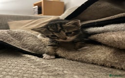 Bengal cats for sale: 3 Bengal mix kittens  - Image 18
