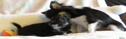 Chihuahua dogs for sale: Beautiful RKC Registered Puppies GIRLS - Advert 5